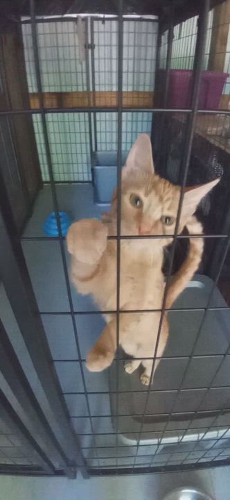 Enlarge Sunny, a Adopted Tabby in Laurelville, OH video 2/2