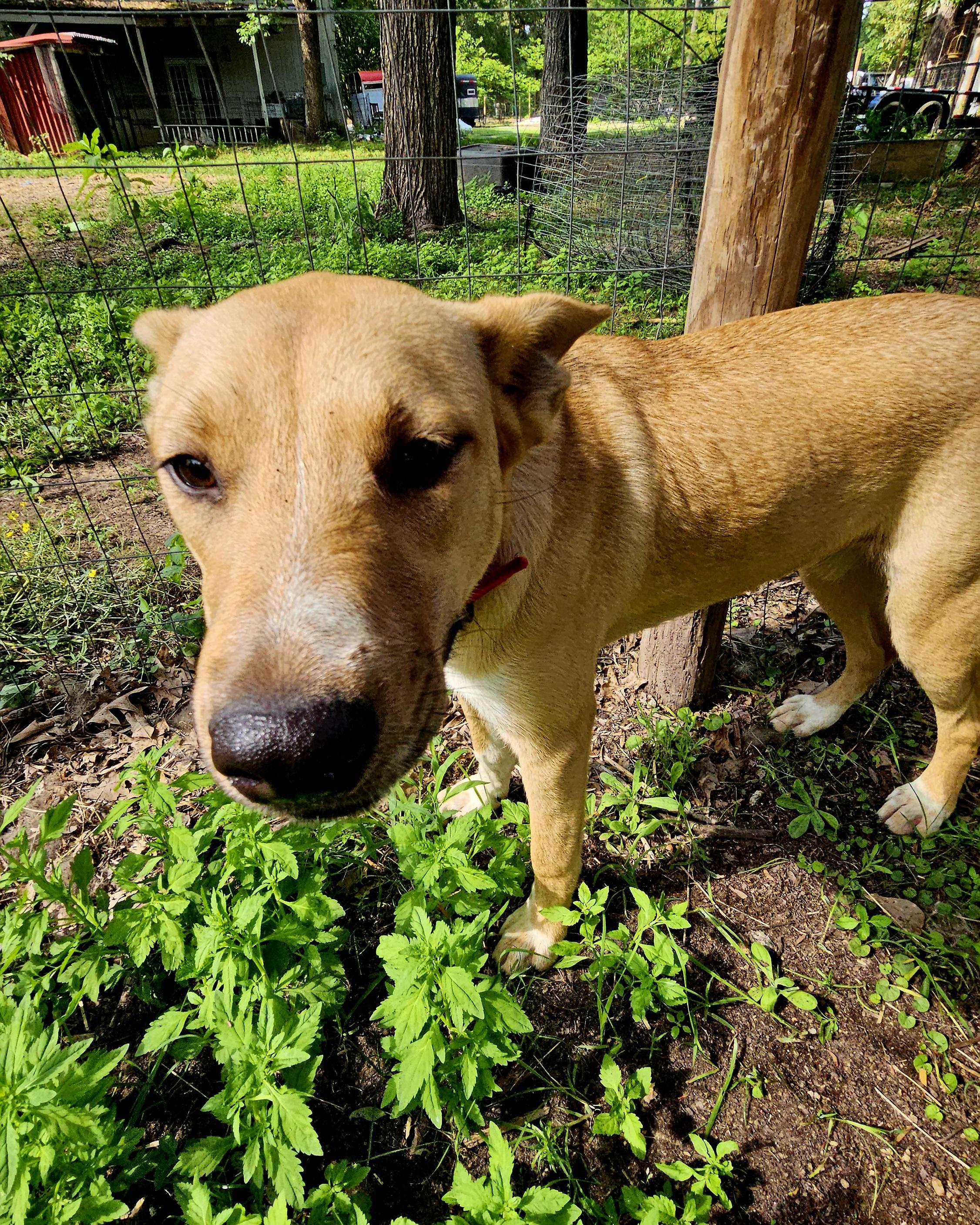 Chip, Adoptable, Young Female Shepherd.