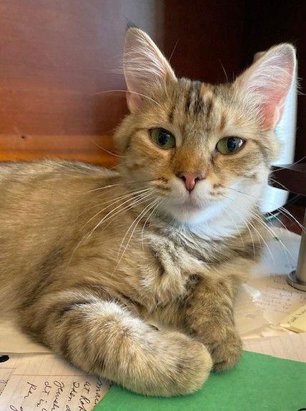 Wendy, Adopted, Adult Female Domestic Medium Hair & Tortoiseshell.