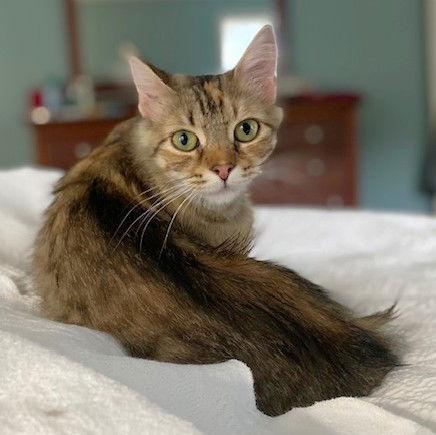 Wendy, a Adopted mixed breed in Shawnee, KS image 2/3