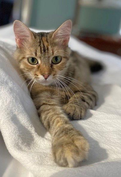 Wendy, a Adopted mixed breed in Shawnee, KS image 3/3