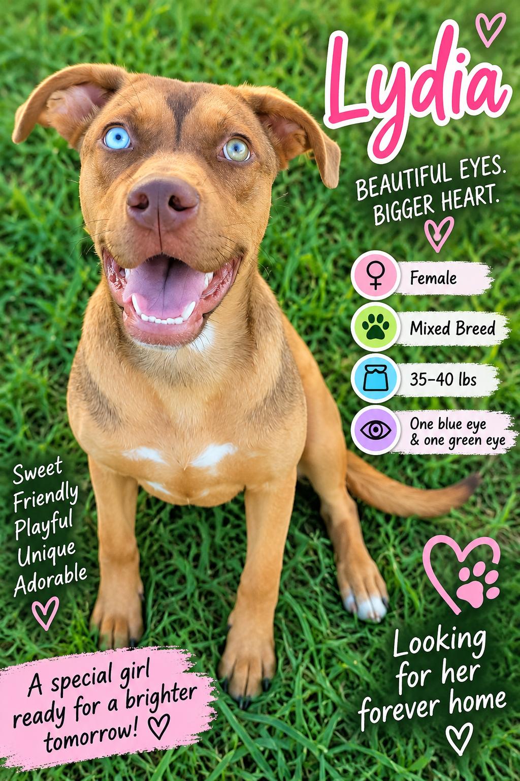 Enlarge Lydia, a Adoptable Mixed Breed in Rock Hill, NY image 1/1