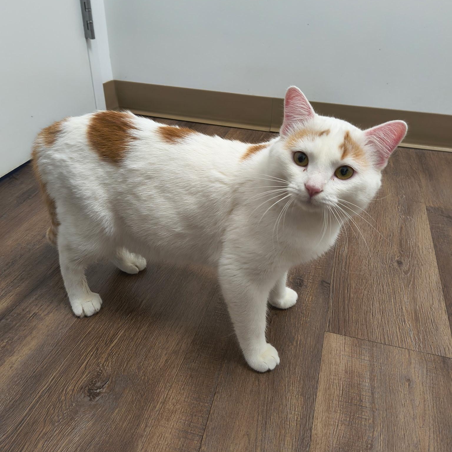 Enlarge Nexus, an adopted Domestic Short Hair in Tulsa, OK image 3/3