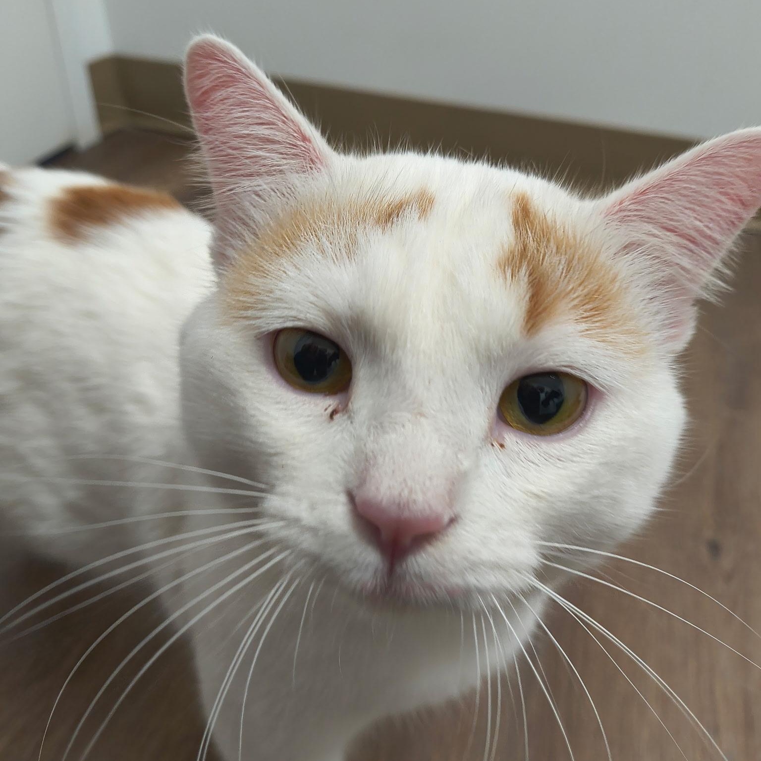 Nexus, adopted, Adult Male Domestic Short Hair.