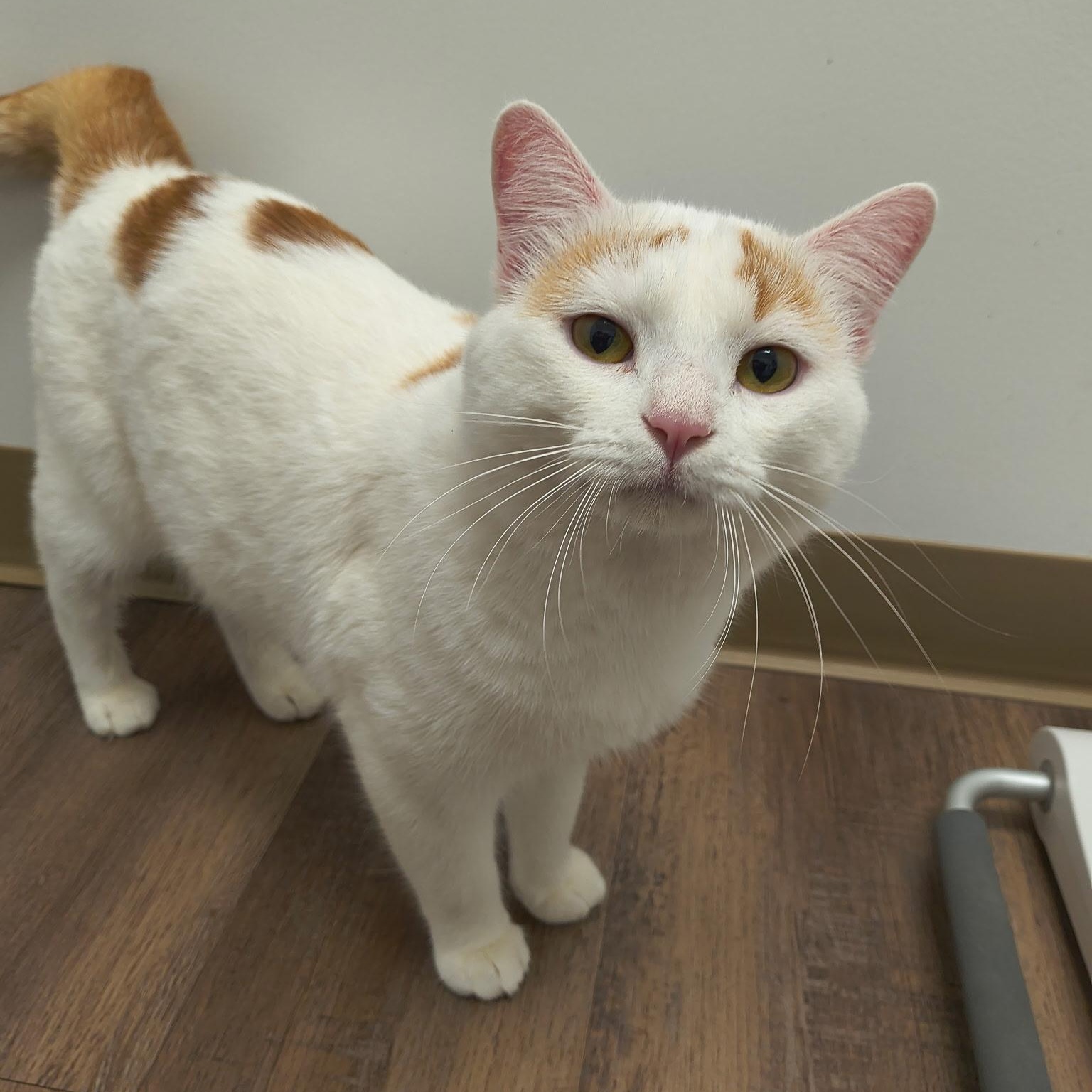 Enlarge Nexus, an adopted Domestic Short Hair in Tulsa, OK image 2/3