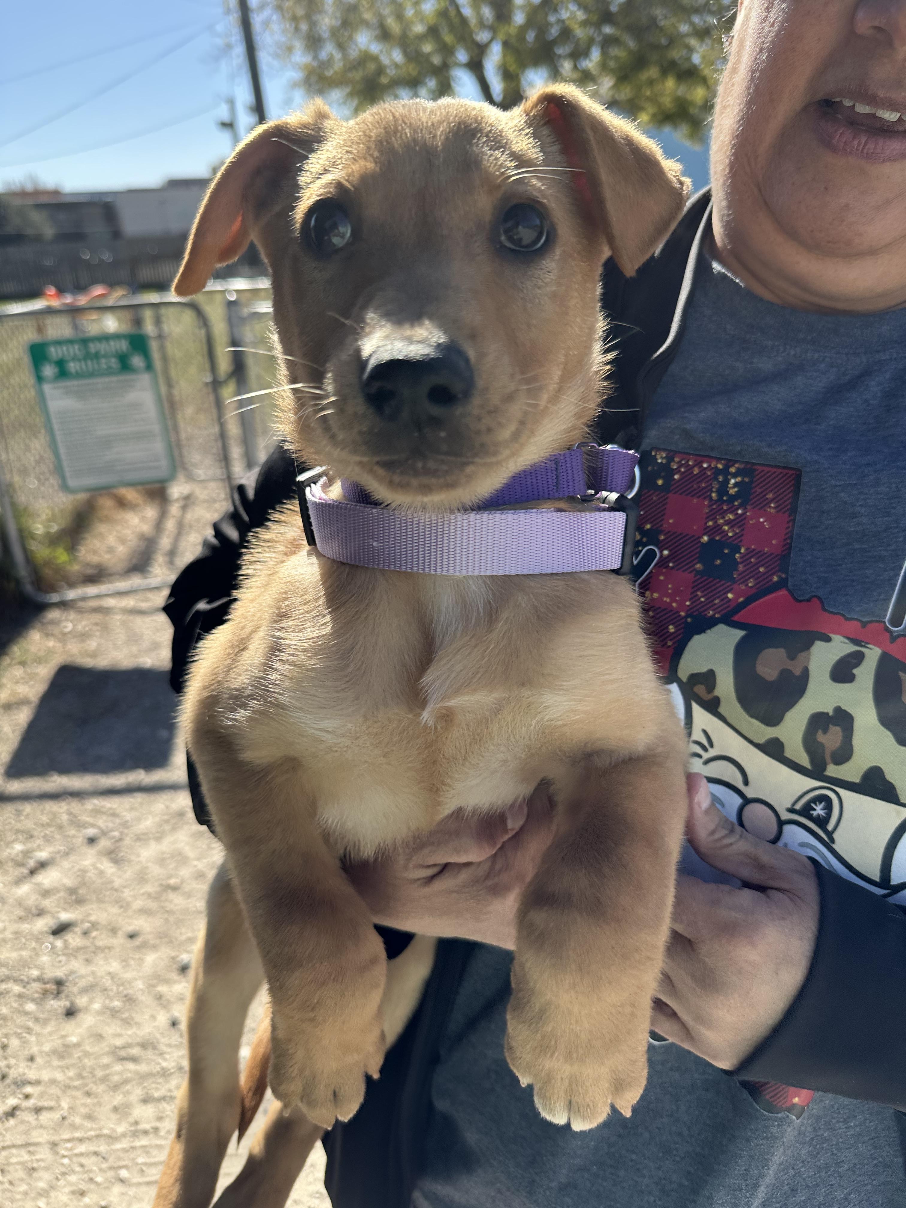 Stevie Nicks, Adoptable, Young Female Labrador Retriever & Smooth Collie.
