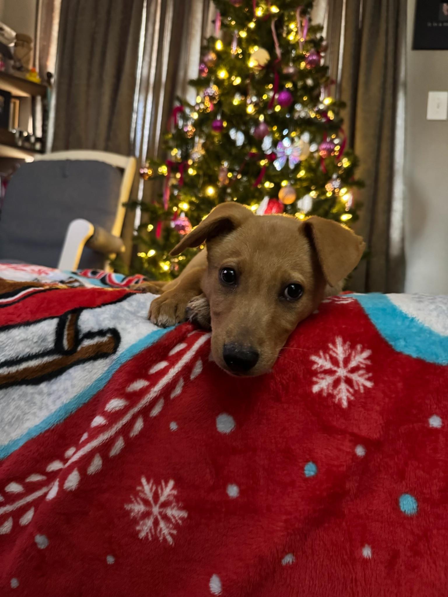 Stevie Nicks, Adoptable, Young Female Labrador Retriever & Smooth Collie.