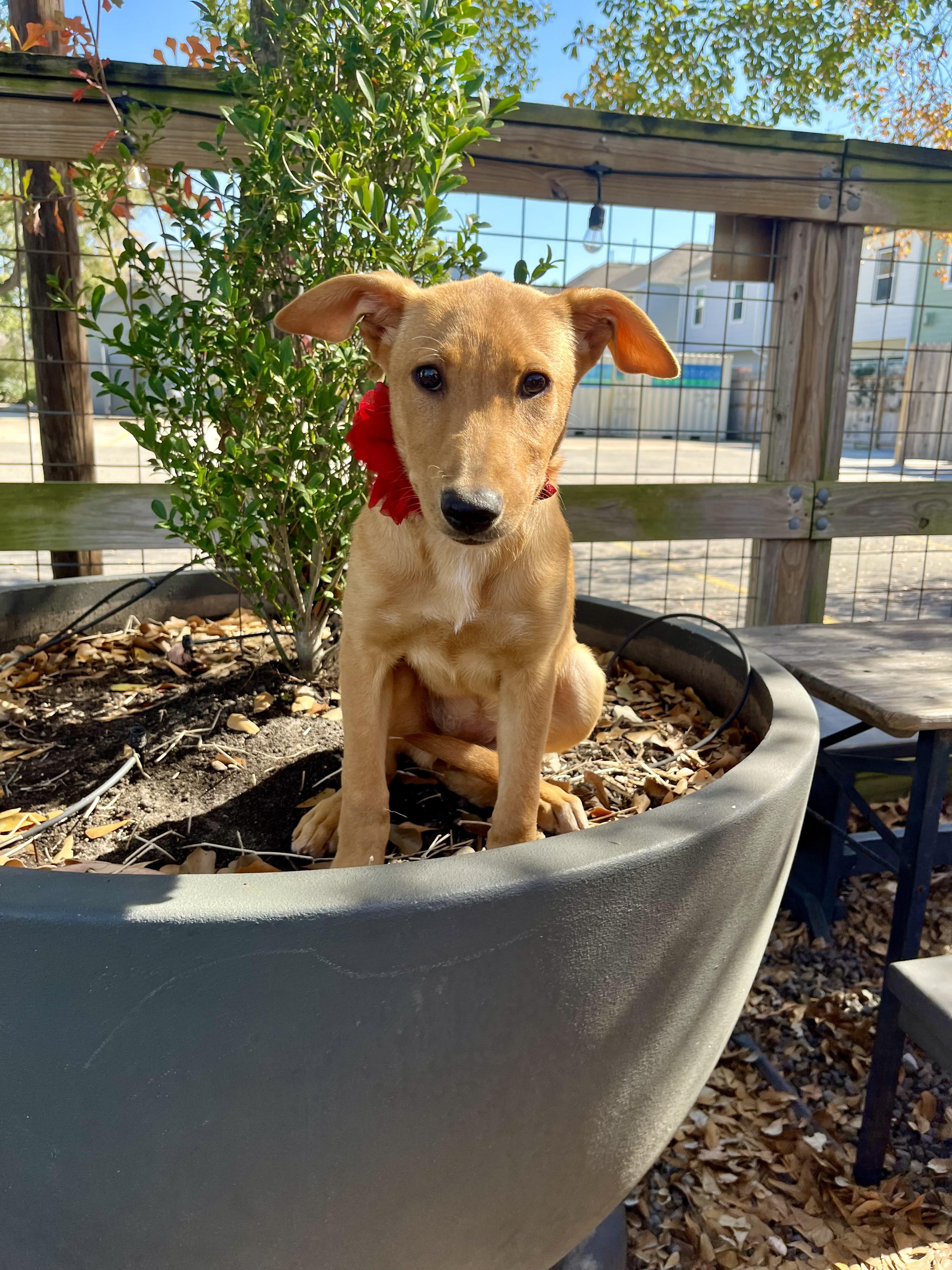 Enlarge Stevie Nicks, a Adoptable mixed breed in Houston, TX image 3/6