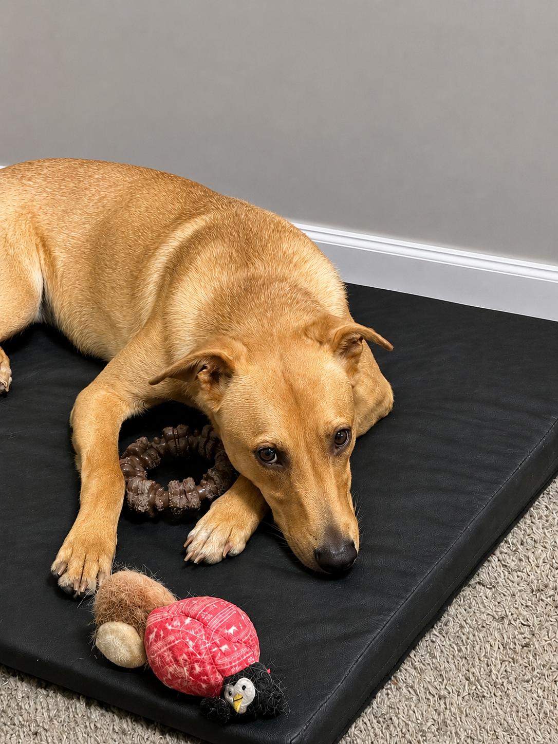 Enlarge Stevie Nicks, a Adoptable mixed breed in Houston, TX image 4/6