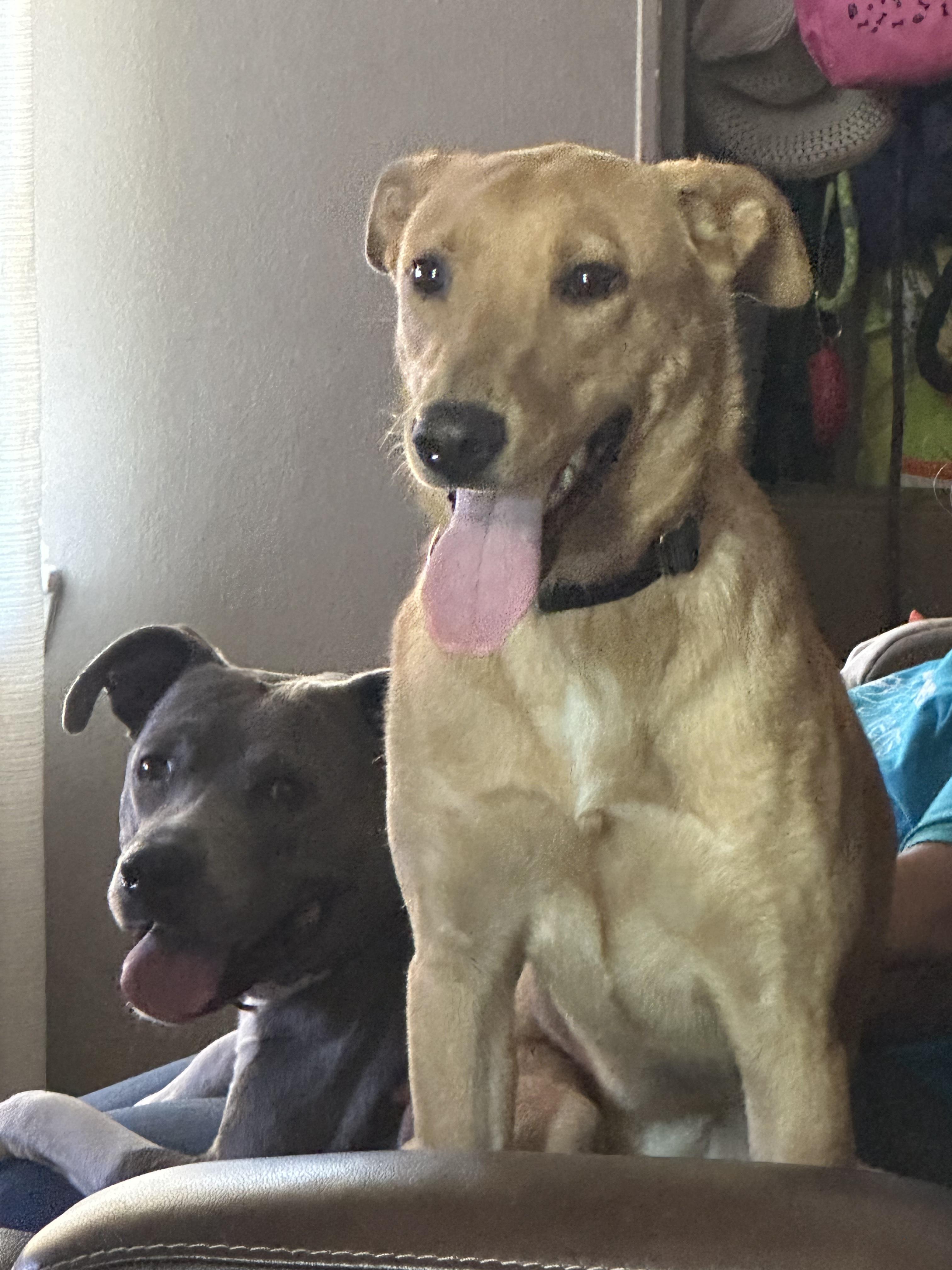 Enlarge Stevie Nicks, a Adoptable mixed breed in Houston, TX image 2/6