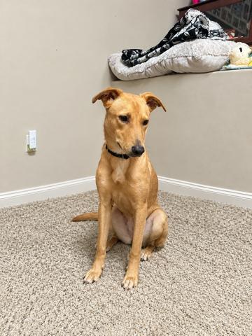 Enlarge Stevie Nicks, a Adoptable mixed breed in Houston, TX image 5/6