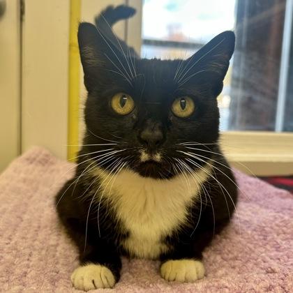 Peep, Adoptable, Adult Female Domestic Short Hair & Domestic Short Hair.