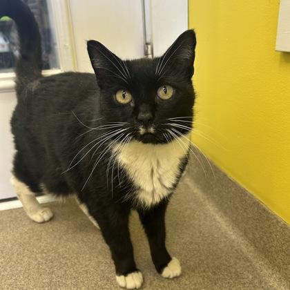 Enlarge Peep, a Adoptable Domestic Short Hair in East Montpelier, VT image 1/1