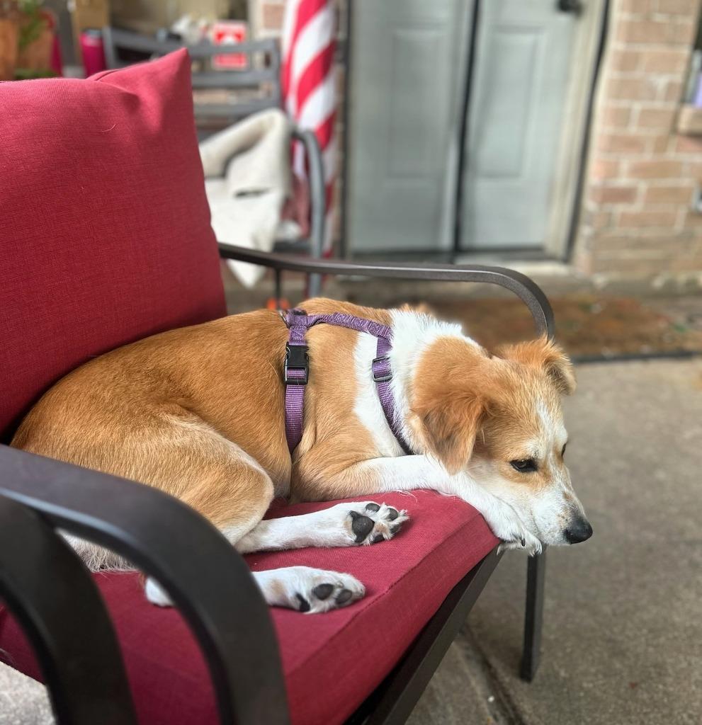 Gracie, Adoptable, Young Female Border Collie.