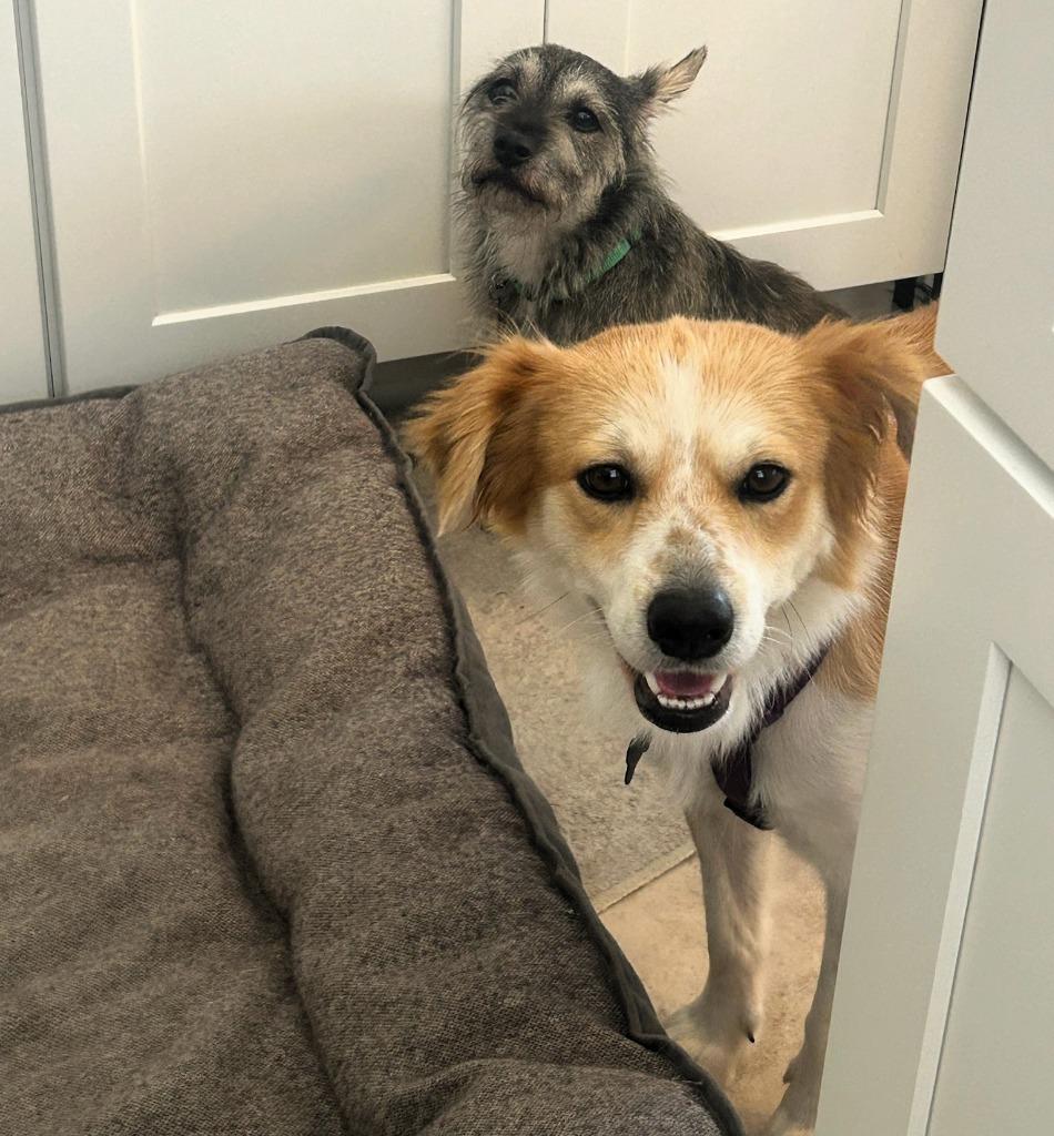 Enlarge Gracie, a Adoptable Border Collie in The Woodlands, TX image 2/6