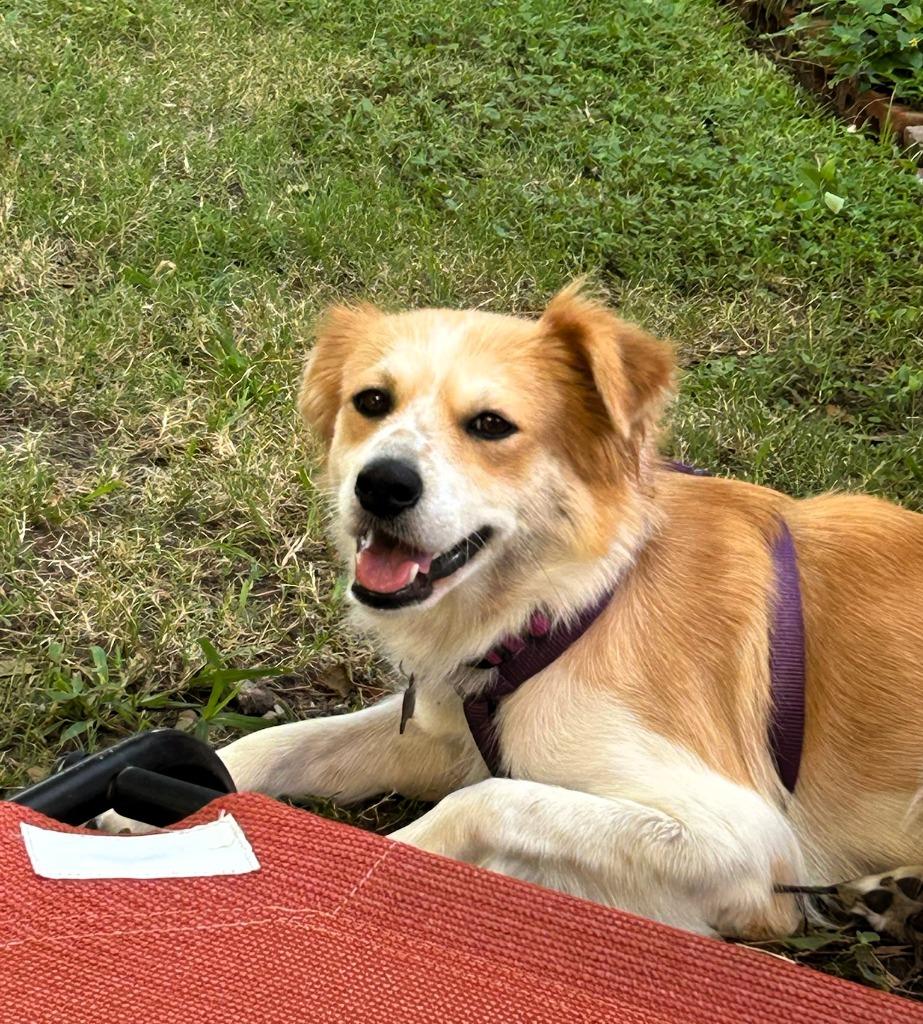 Gracie, a Adoptable Border Collie in The Woodlands, TX image 1/6