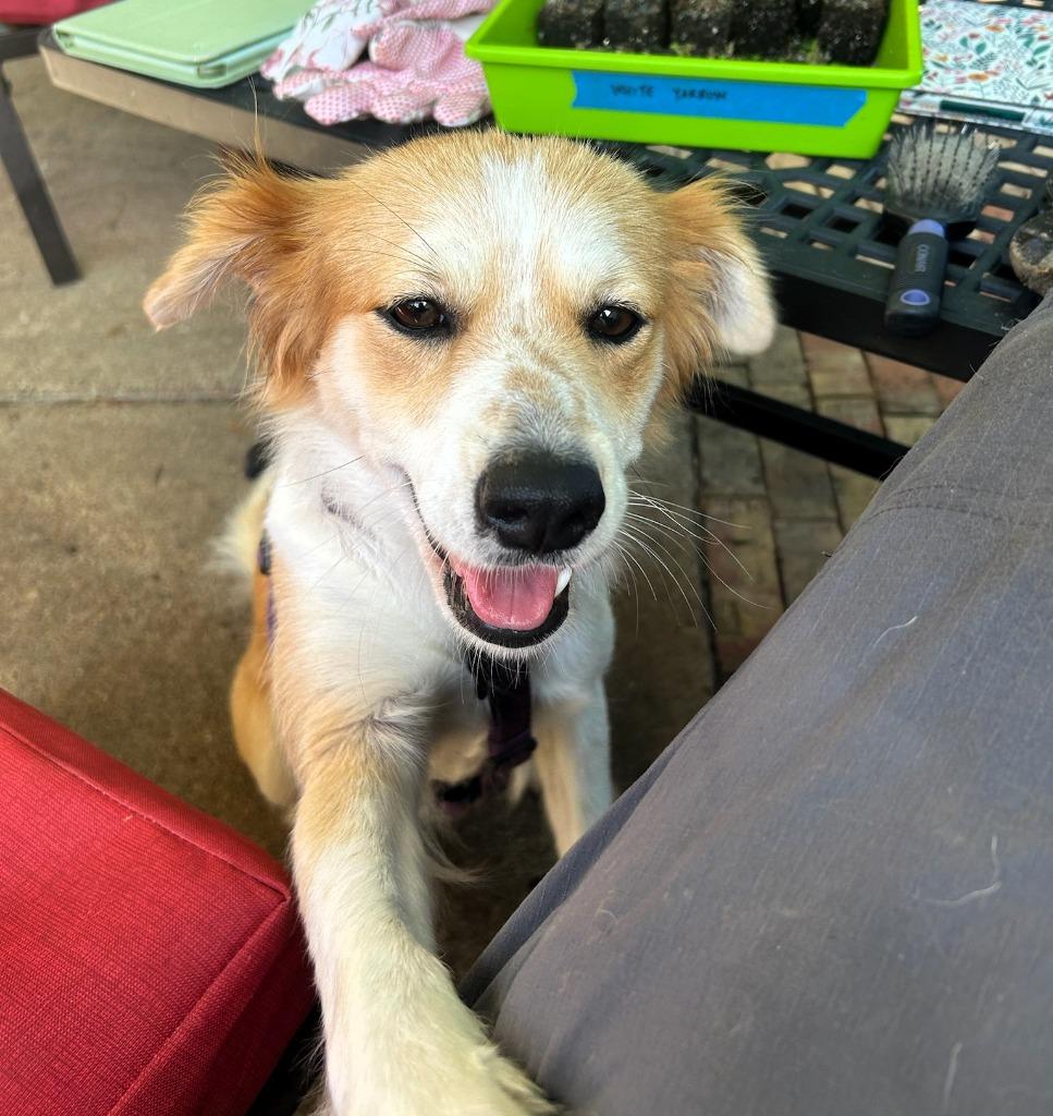 Gracie, a Adoptable Border Collie in The Woodlands, TX image 2/6