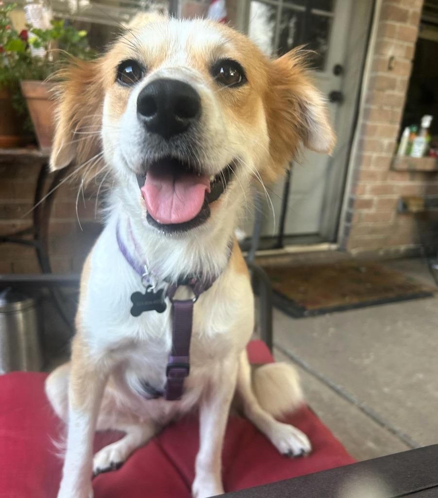 Gracie, a Adoptable Border Collie in The Woodlands, TX image 5/6