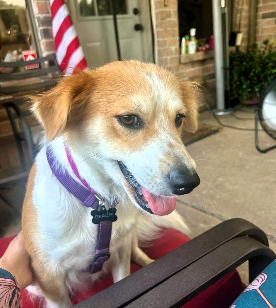 Enlarge Gracie, a Adoptable Border Collie in The Woodlands, TX image 5/6