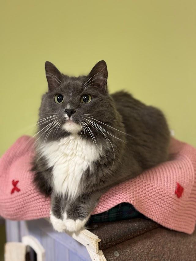 Enlarge Sambuca, a Adoptable Domestic Medium Hair in The Colony, TX image 4/4