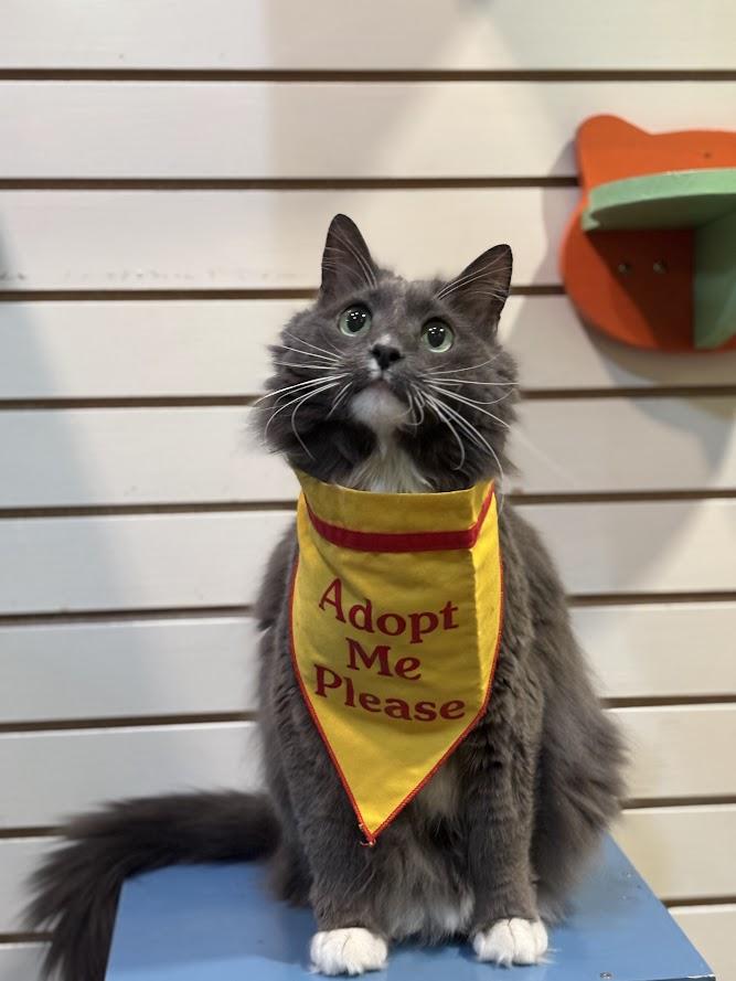 Sambuca, Adoptable, Adult Female Domestic Medium Hair.