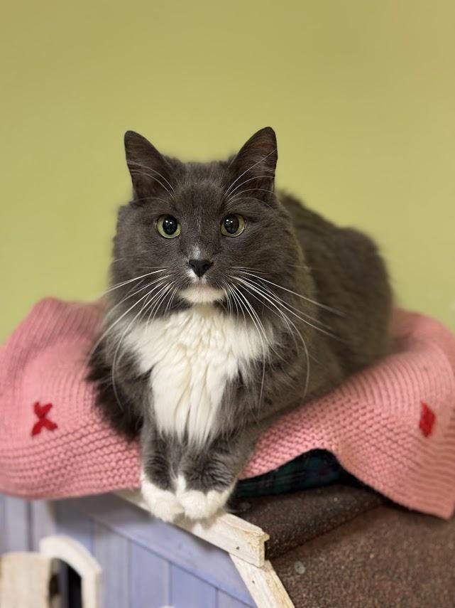 Sambuca, Adoptable, Adult Female Domestic Medium Hair.