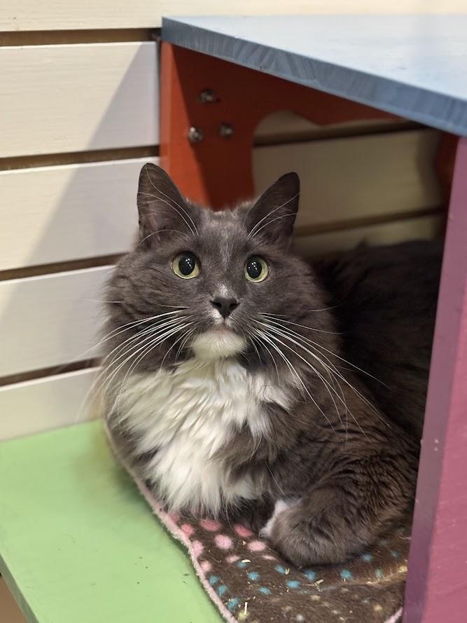 Enlarge Sambuca, a Adoptable Domestic Medium Hair in The Colony, TX image 3/4