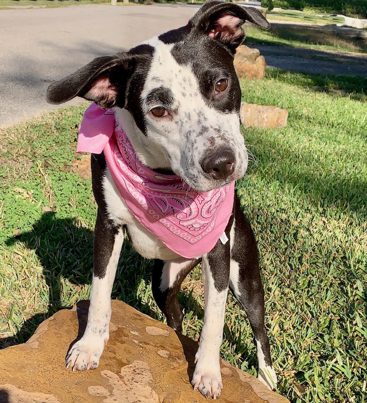 Enlarge ALICE - GORGEOUS GIRL!, a Adopted mixed breed in Brattleboro, VT image 2/6