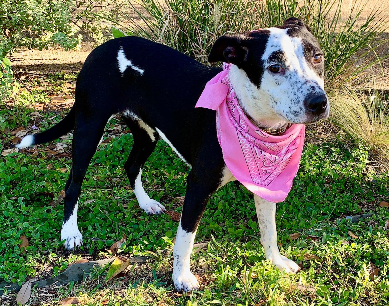 Enlarge ALICE - GORGEOUS GIRL!, a Adopted mixed breed in Brattleboro, VT image 5/6