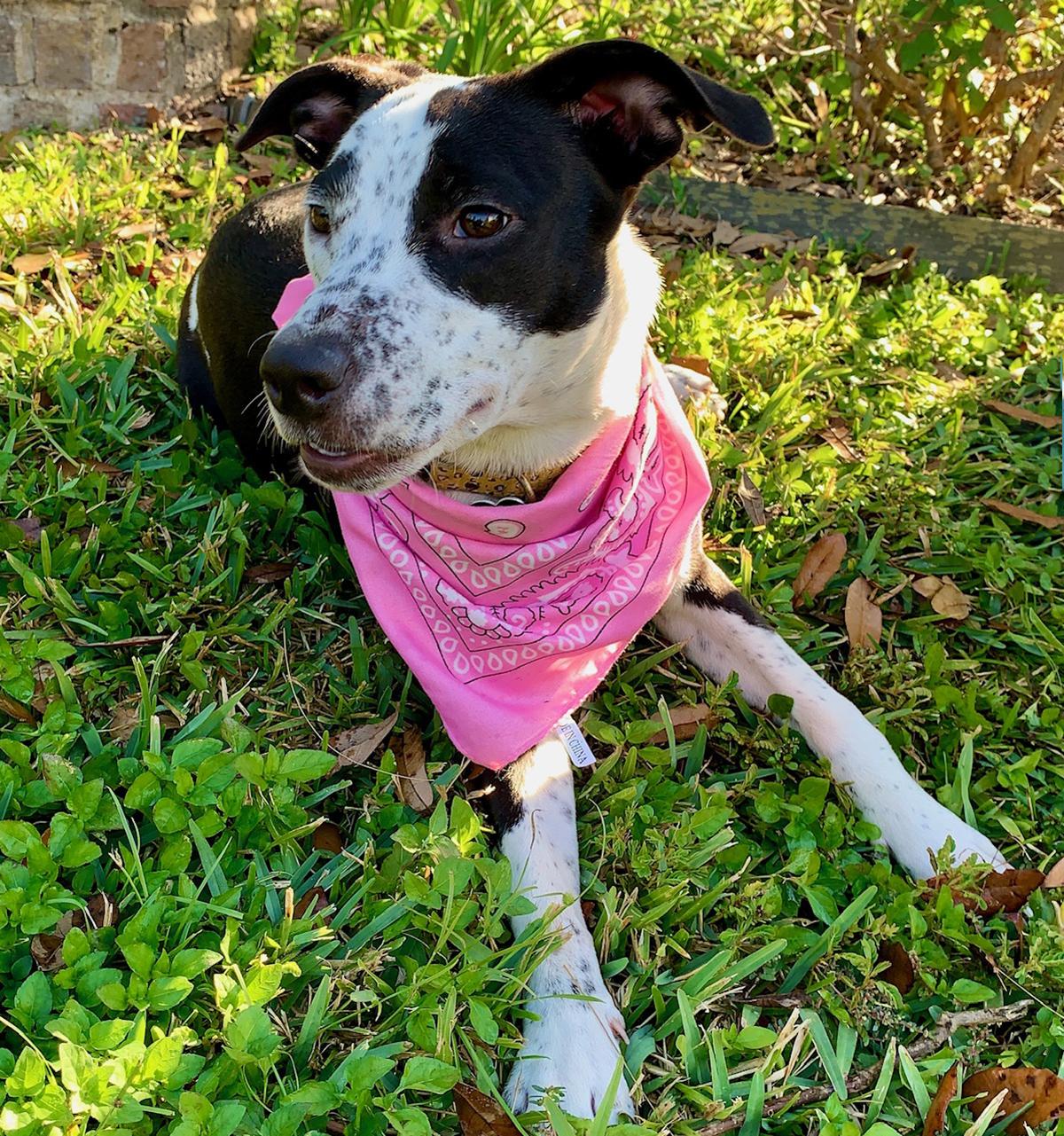 Enlarge ALICE - GORGEOUS GIRL!, a Adopted mixed breed in Brattleboro, VT image 6/6