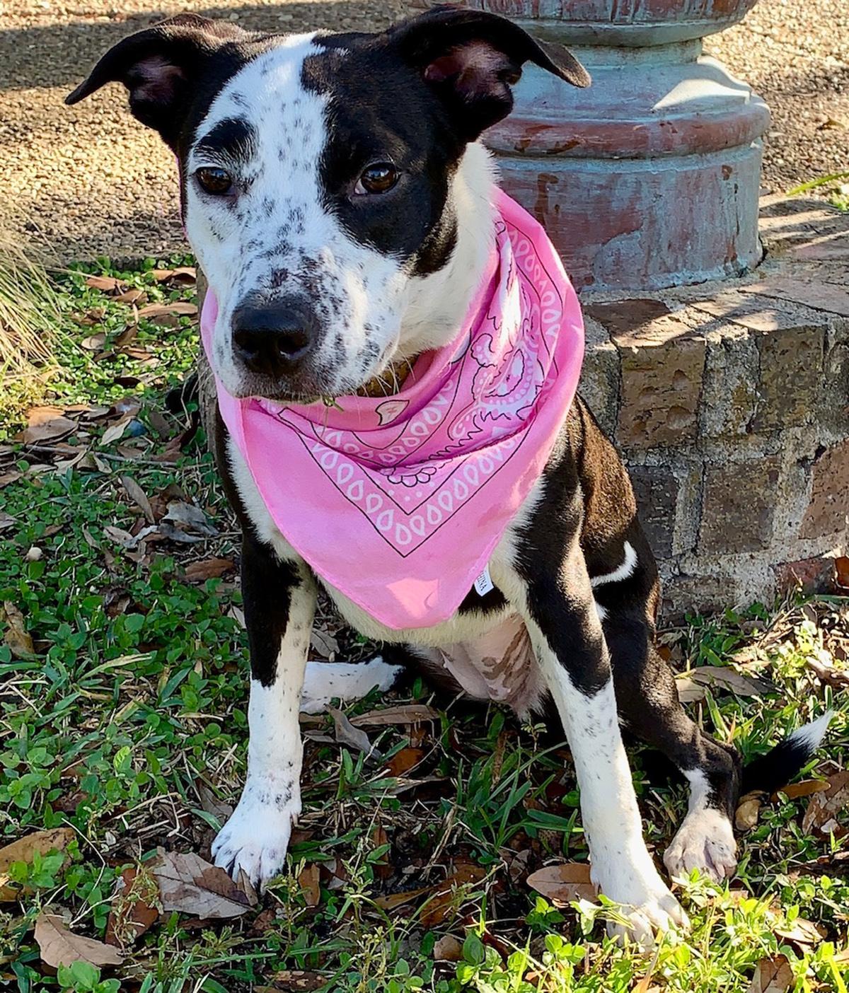 Enlarge ALICE - GORGEOUS GIRL!, a Adopted mixed breed in Brattleboro, VT image 4/6