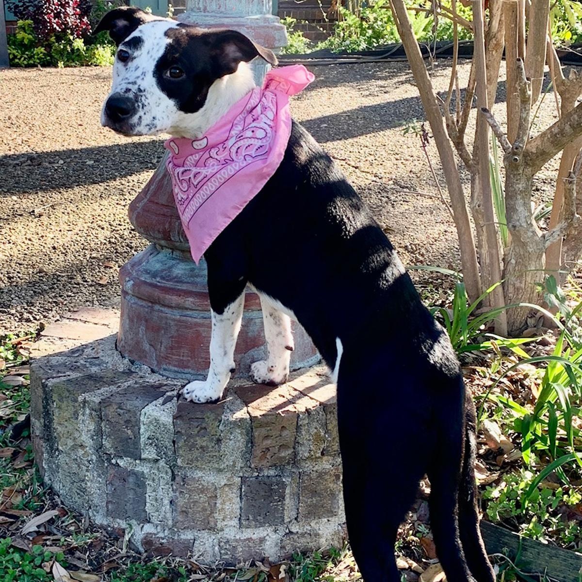 Enlarge ALICE - GORGEOUS GIRL!, a Adopted mixed breed in Brattleboro, VT image 3/6