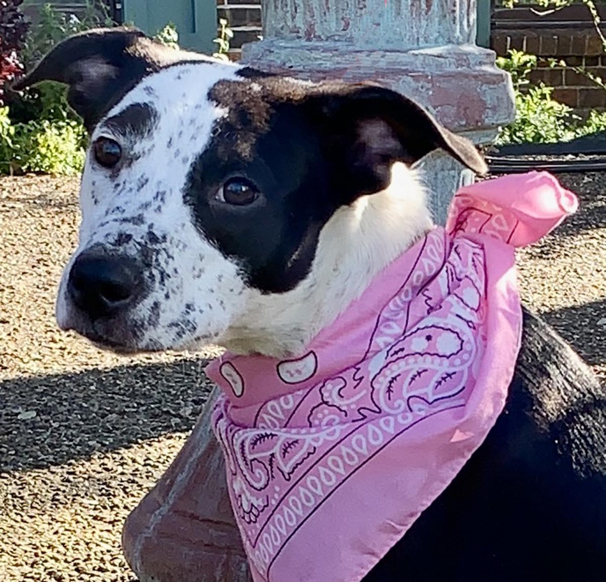 ALICE - GORGEOUS GIRL!, Adopted, Young Female Australian Shepherd.