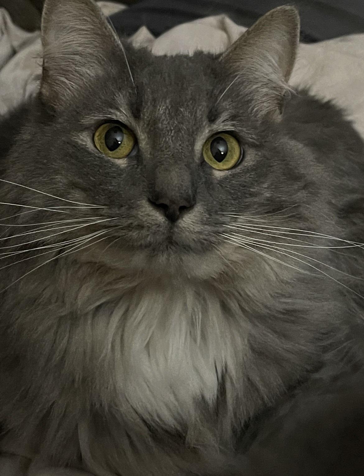 Bambi, ADOPTABLE, Adult Female Domestic Long Hair.
