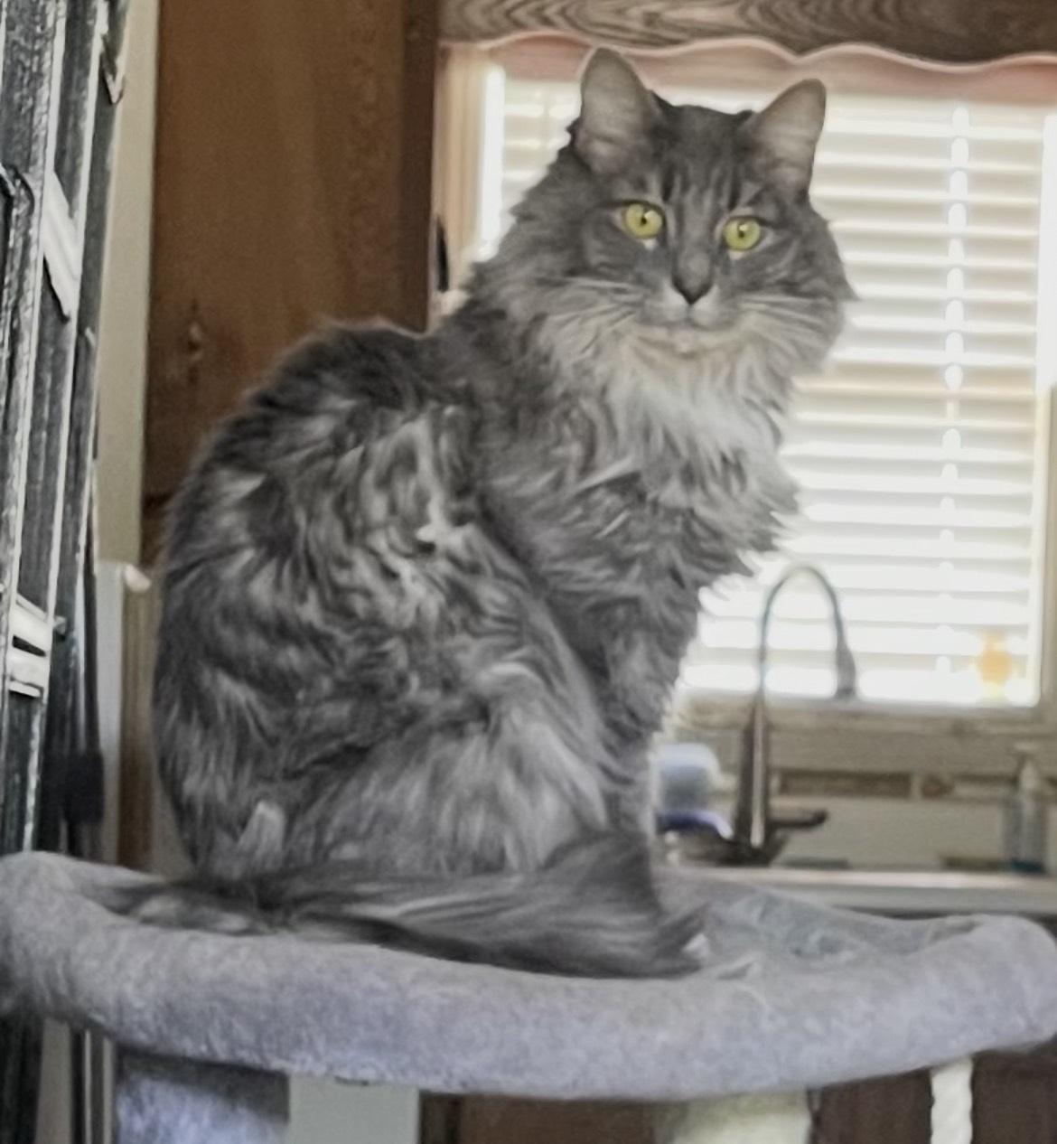 Enlarge Bambi, a ADOPTABLE Domestic Long Hair in Atoka, TN image 2/2