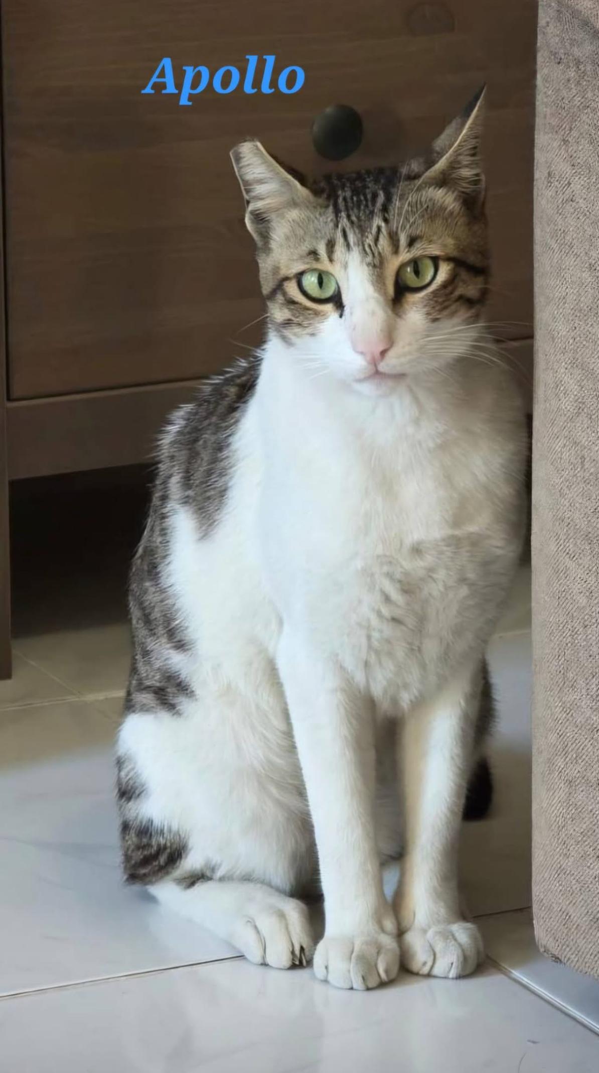 Enlarge Apollo, a ADOPTABLE Domestic Short Hair in Tampa, FL image 1/1
