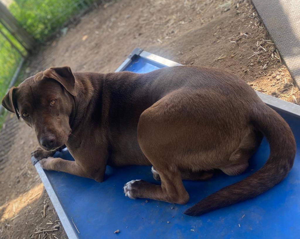 Jackie, Adoptable, Young Male Chocolate Labrador Retriever & Mixed Breed.