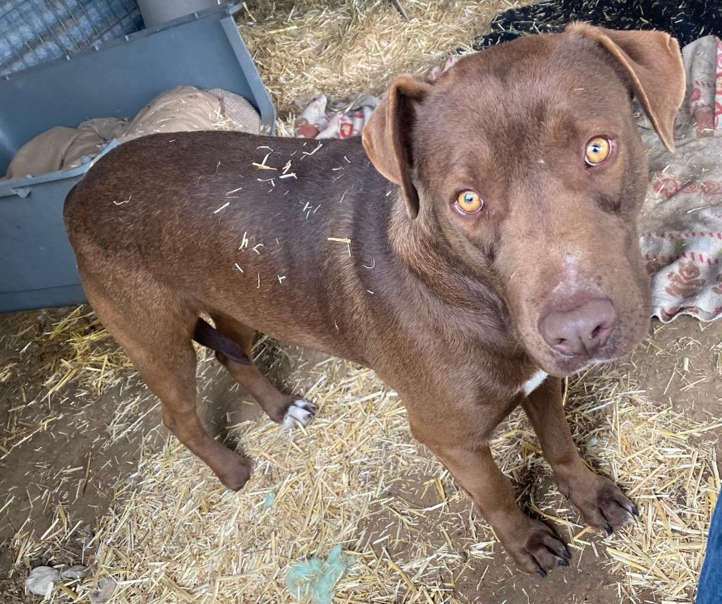 Enlarge Jackie, a Adoptable mixed breed in Quinlan, TX image 2/3