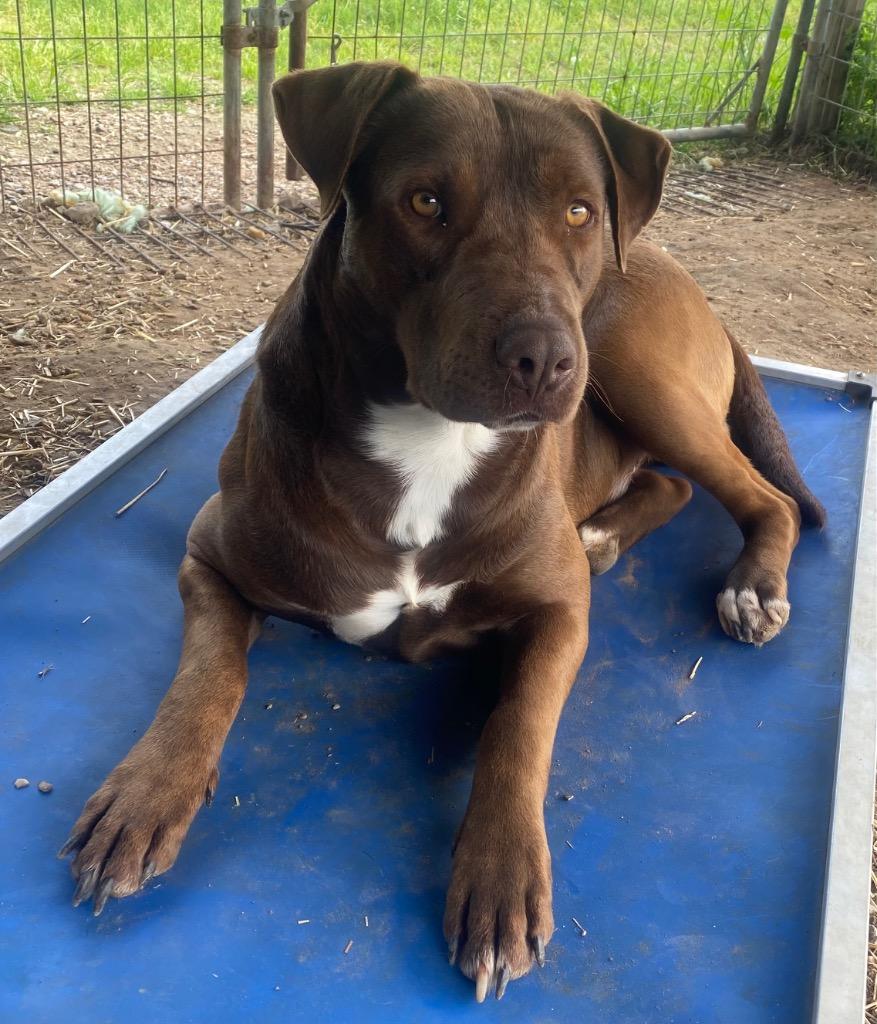 Enlarge Jackie, a Adoptable mixed breed in Quinlan, TX image 3/3