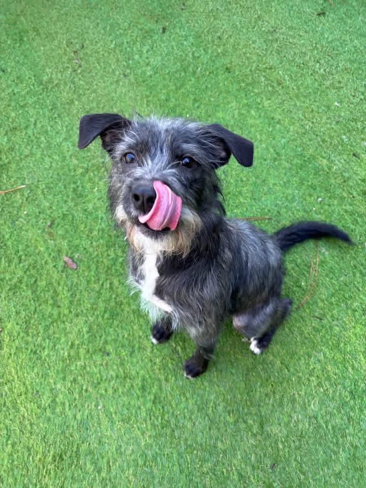 Enlarge Maggie , a Adoptable mixed breed in South Amboy, NJ image 1/2