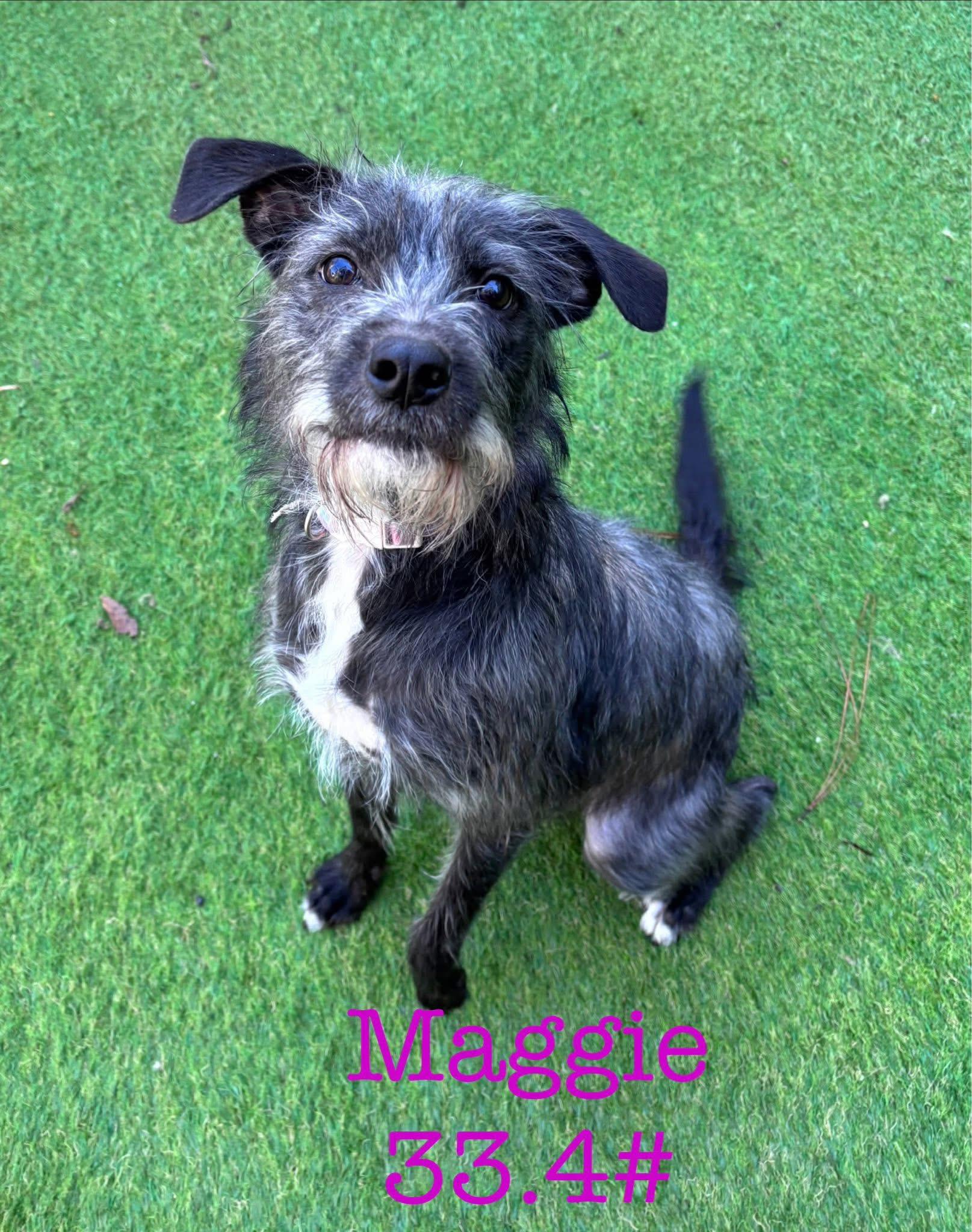 Enlarge Maggie , a Adoptable mixed breed in South Amboy, NJ image 2/2