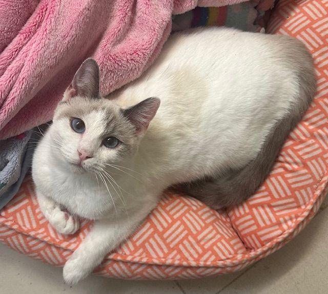 Astrid, Young Female Siamese