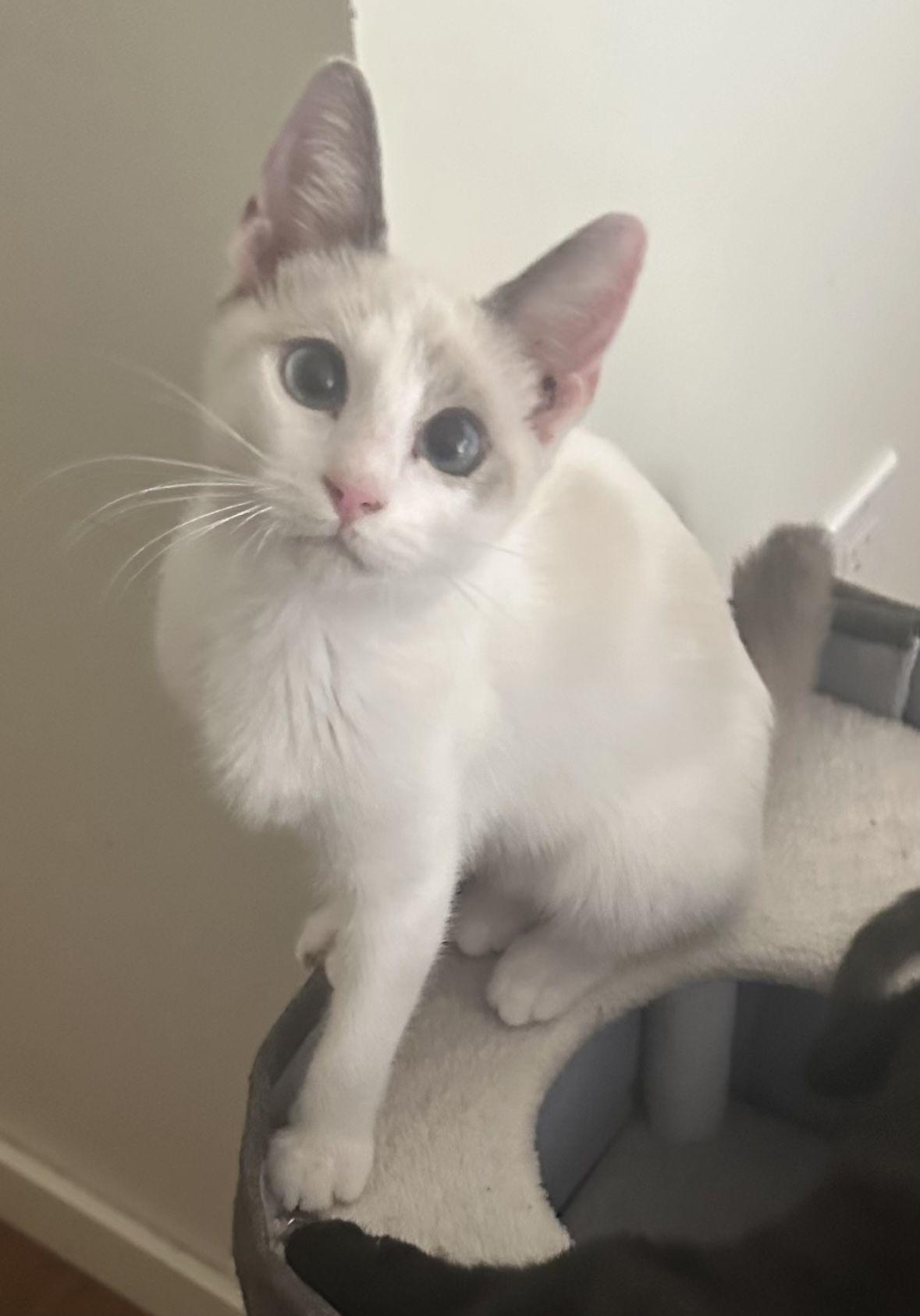 Enlarge Astrid, a Adoptable Siamese in Tustin, CA image 2/4