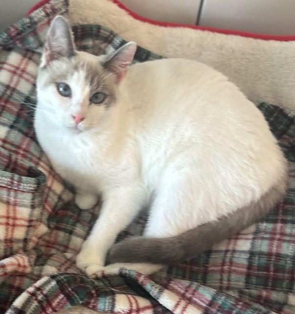 Enlarge Astrid, a Adoptable Siamese in Tustin, CA image 3/4