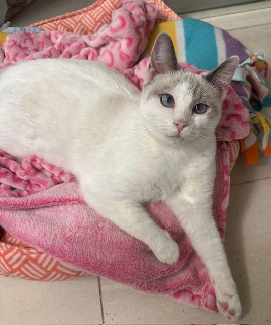 Enlarge Astrid, a Adoptable Siamese in Tustin, CA image 4/4