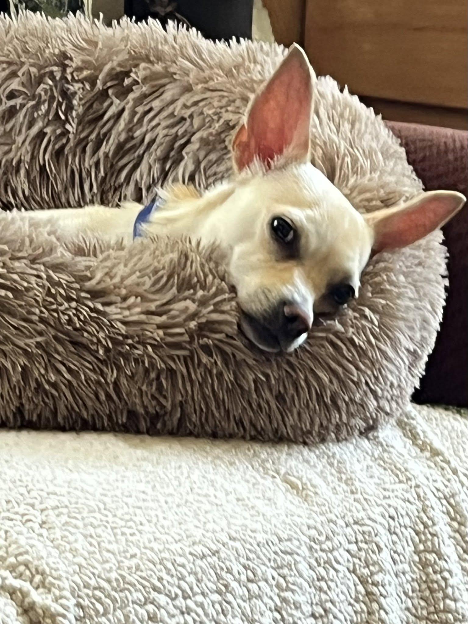 Hera, a ADOPTABLE mixed breed in Eugene, OR image 2/3