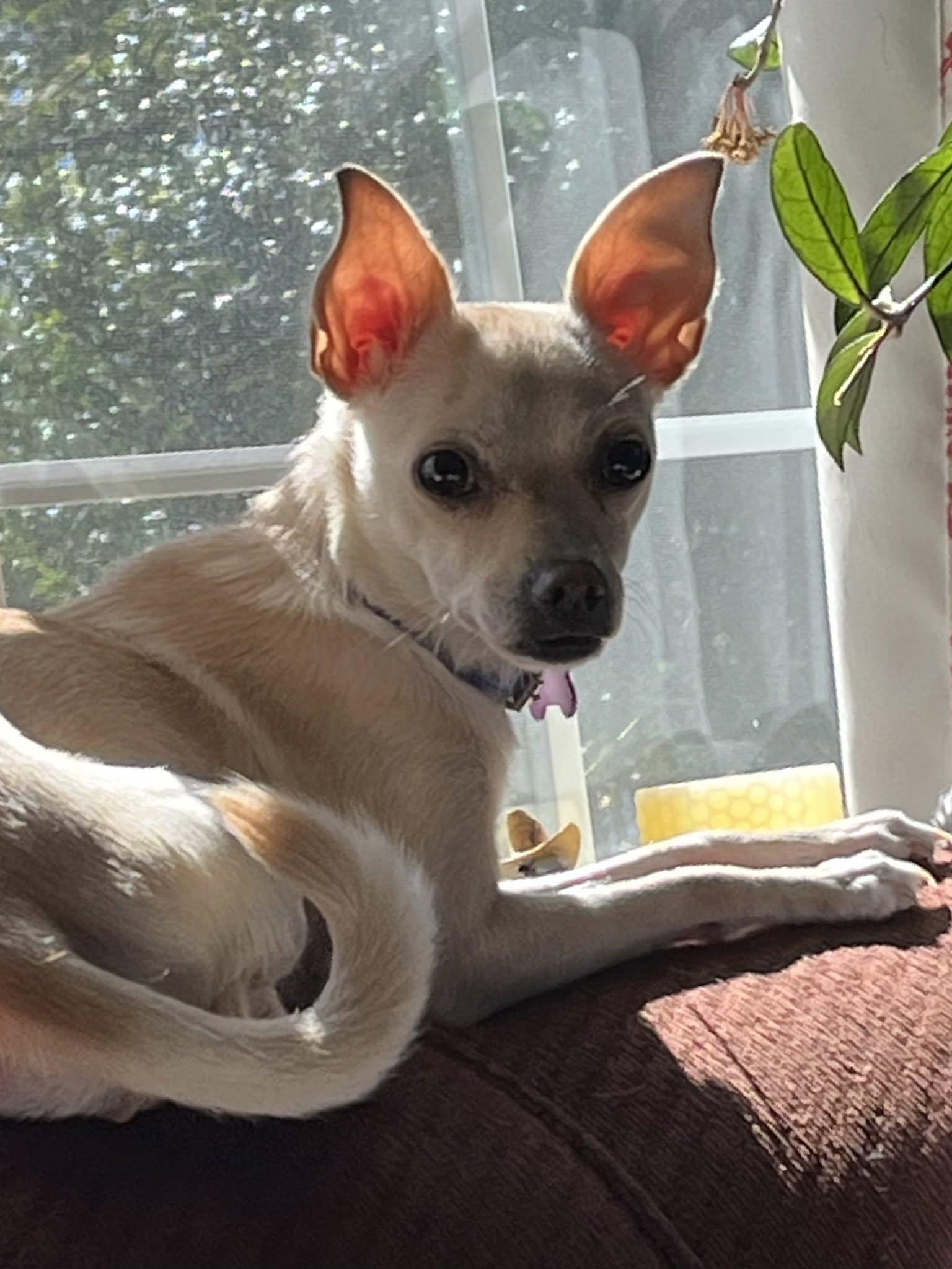 Hera, ADOPTABLE, Adult Female Chihuahua.