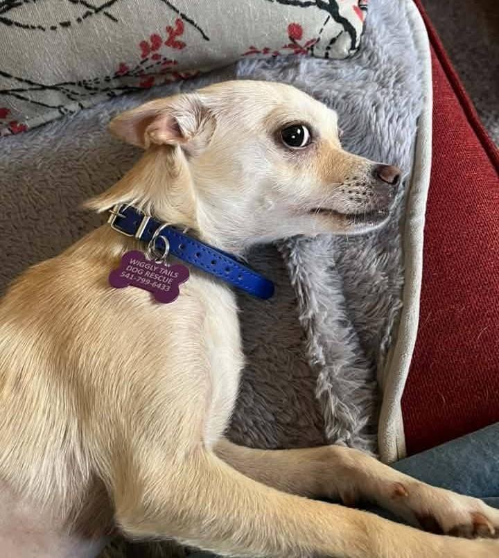 Hera, a ADOPTABLE mixed breed in Eugene, OR image 3/3