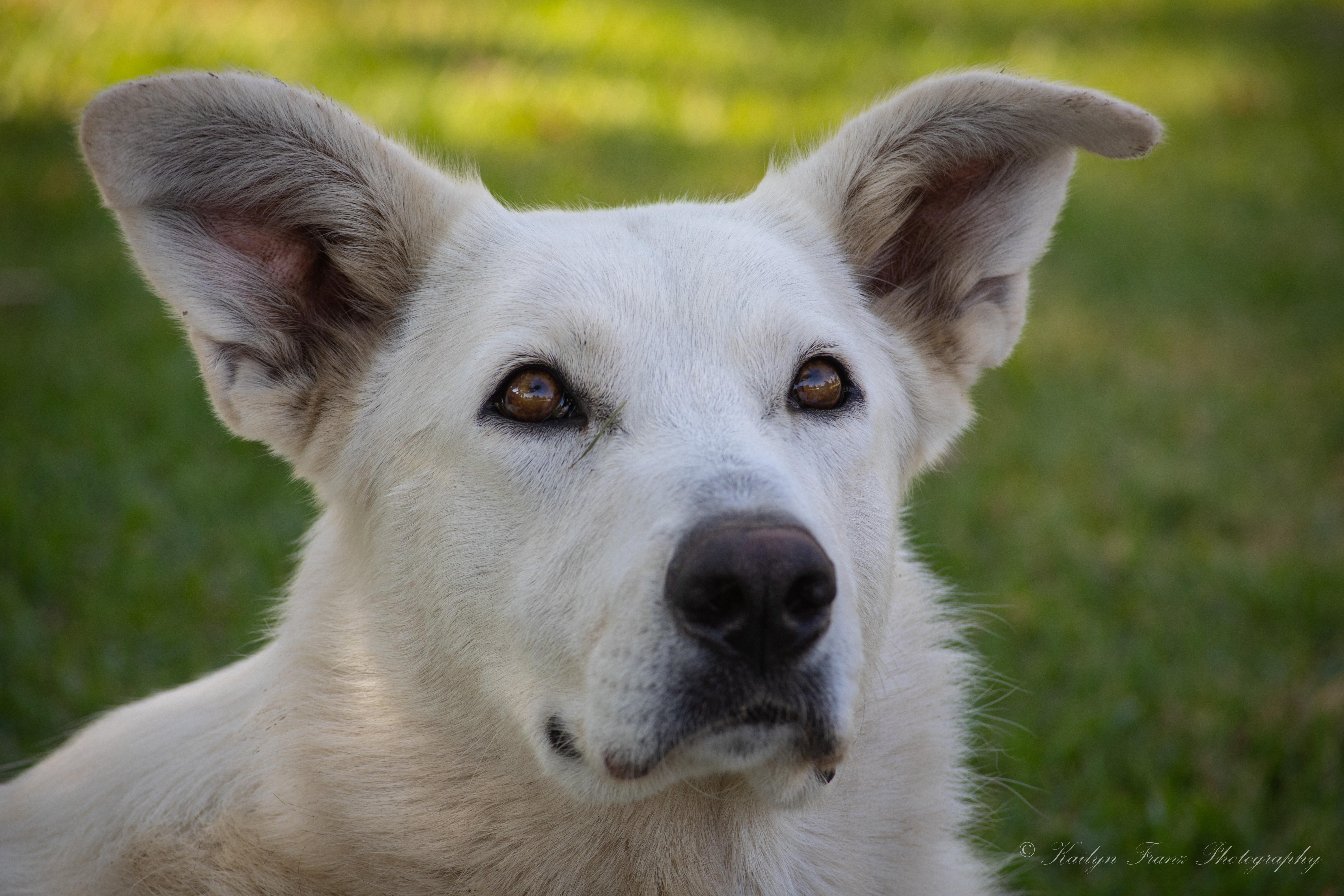 Enlarge Lyra, a ADOPTABLE mixed breed in San Diego, CA image 3/3