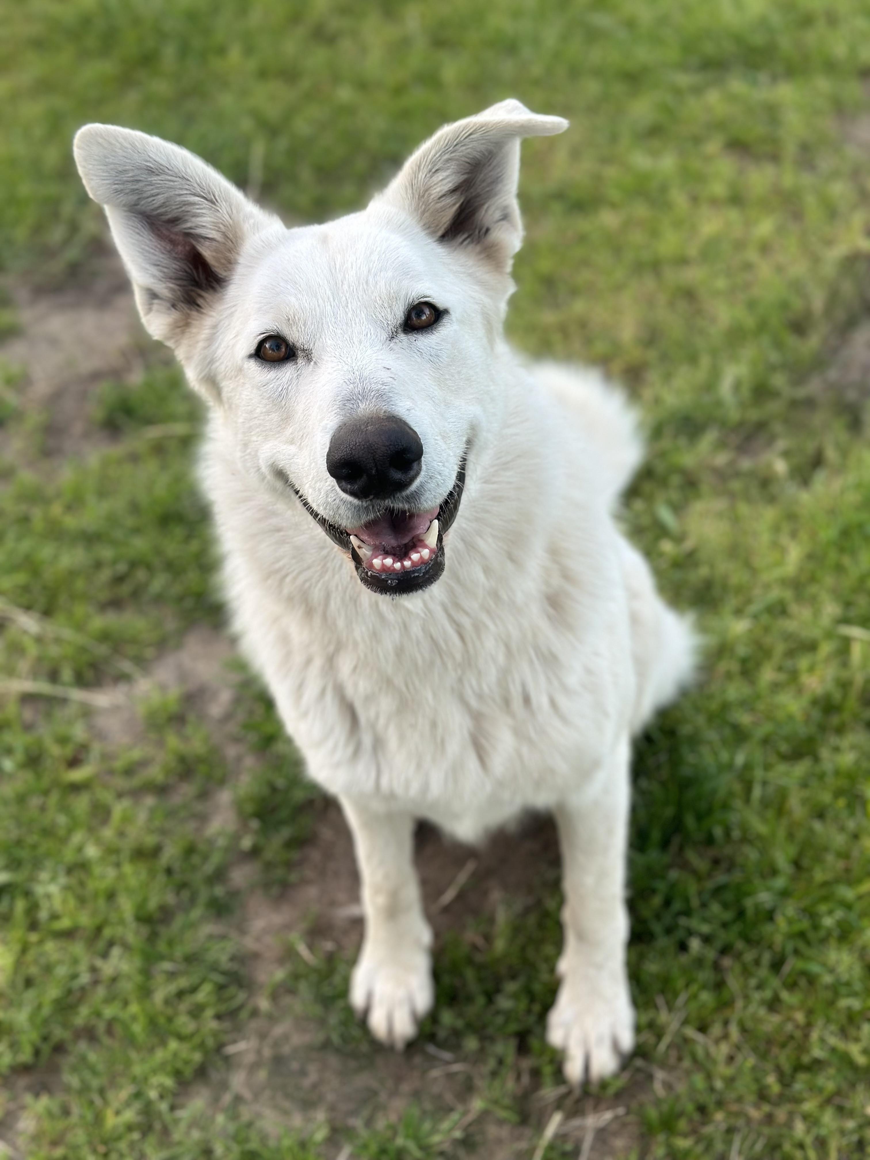 Lyra, ADOPTABLE, Adult Female Great Pyrenees & German Shepherd Dog.